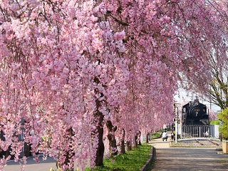 しだれ桜