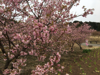 河津桜