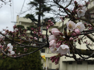 桜の花