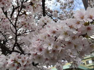 桜