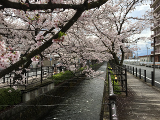 さくら温泉通り