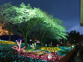 夜桜イルミネーション