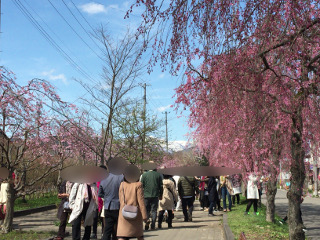 日中線桜並木