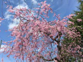 しだれ桜