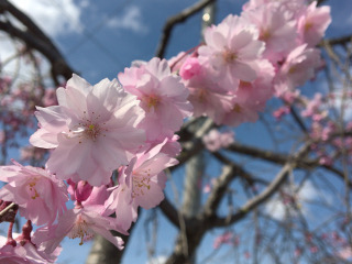 しだれ桜