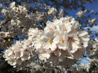 桜