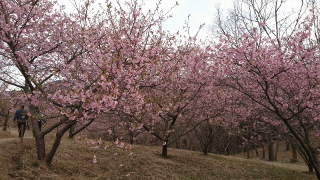 河津桜・茨城