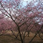 茨城・河津桜