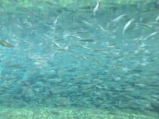 イヨボヤ会館の鮭の稚魚