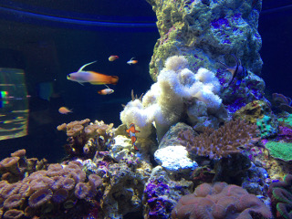 水族館・鴨川