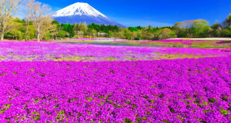 富士芝桜まつり