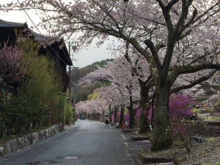 桜並木・昼神温泉