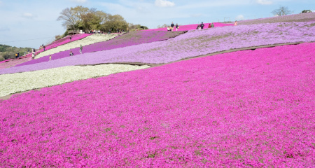 芝桜