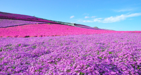 芝桜