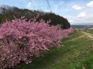 函南桜まつり