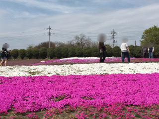 芝桜