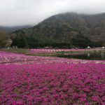 富士芝桜まつり