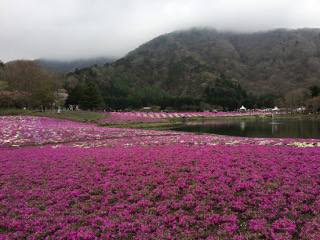 富士芝桜まつり