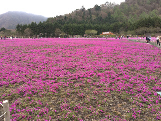 芝桜