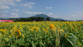 明野ひまわり