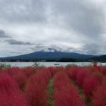 コキアと富士山