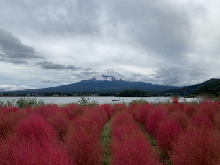 コキアと富士山