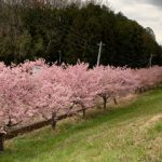 かんなみ桜