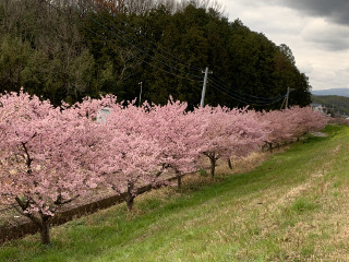 かんなみ桜