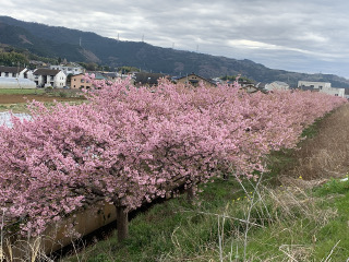 かんなみ桜