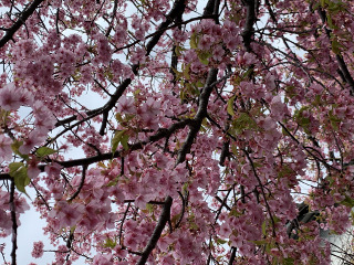 河津桜