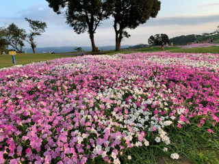 マザー牧場ペチュニア