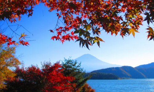 河口湖もみじ