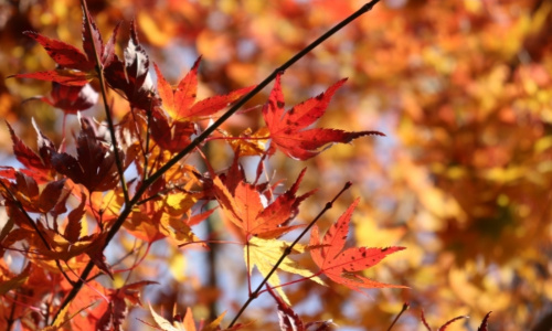 紅葉