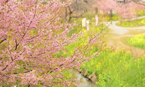 かんなみ桜