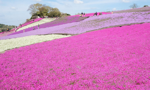 芝桜