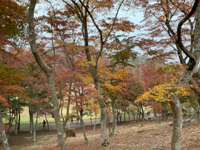 修善寺もみじ