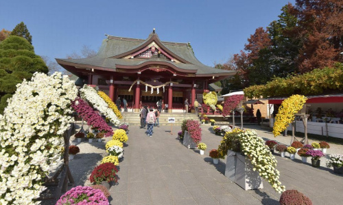 笠間稲荷・菊祭り